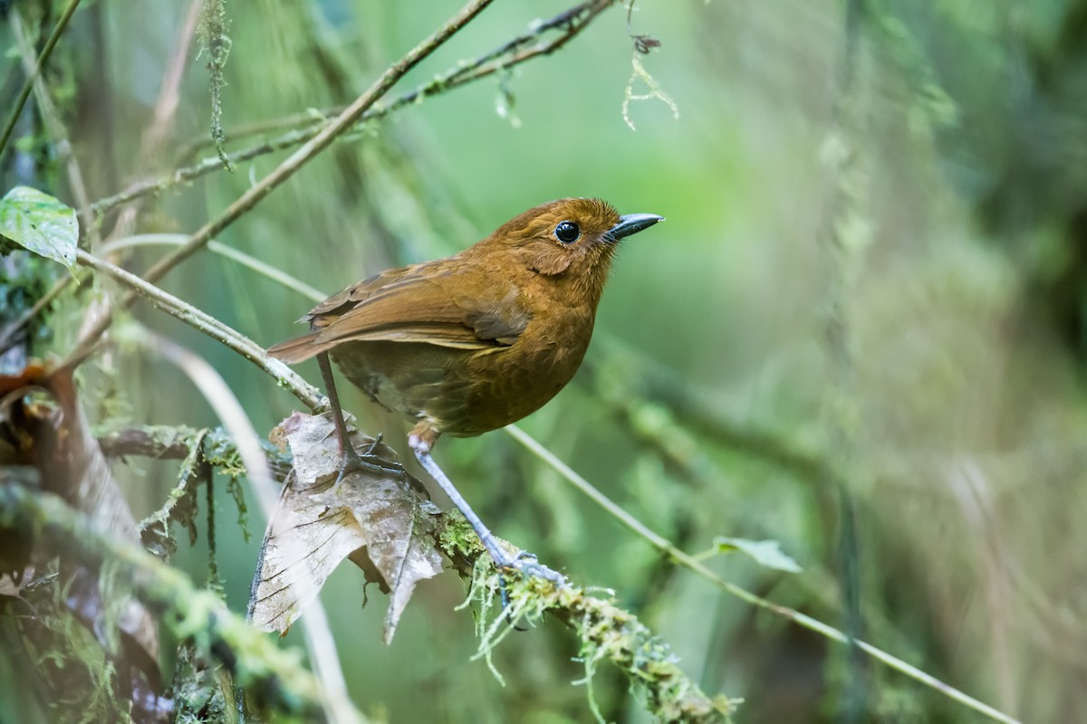 Oxapampa Antpitta - ML134575611