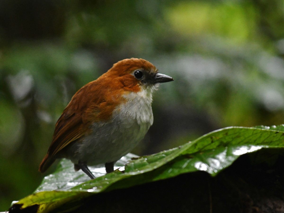 White-bellied Antpitta - ML134575961