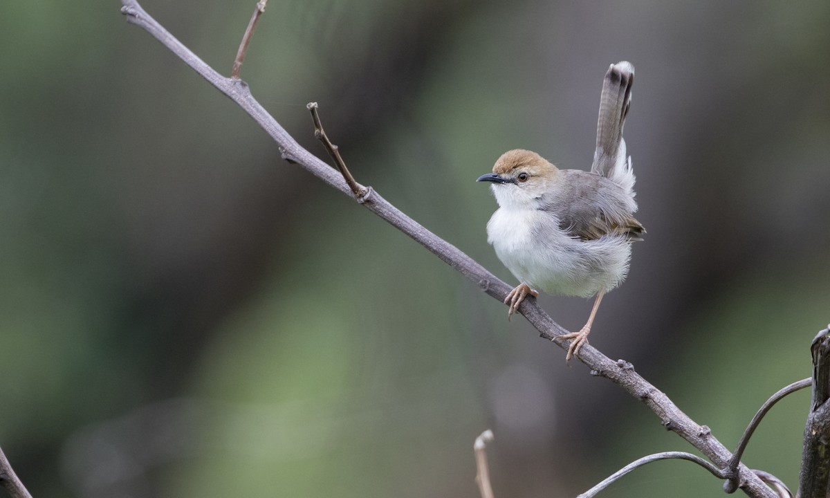 Singing Cisticola - Zak Pohlen
