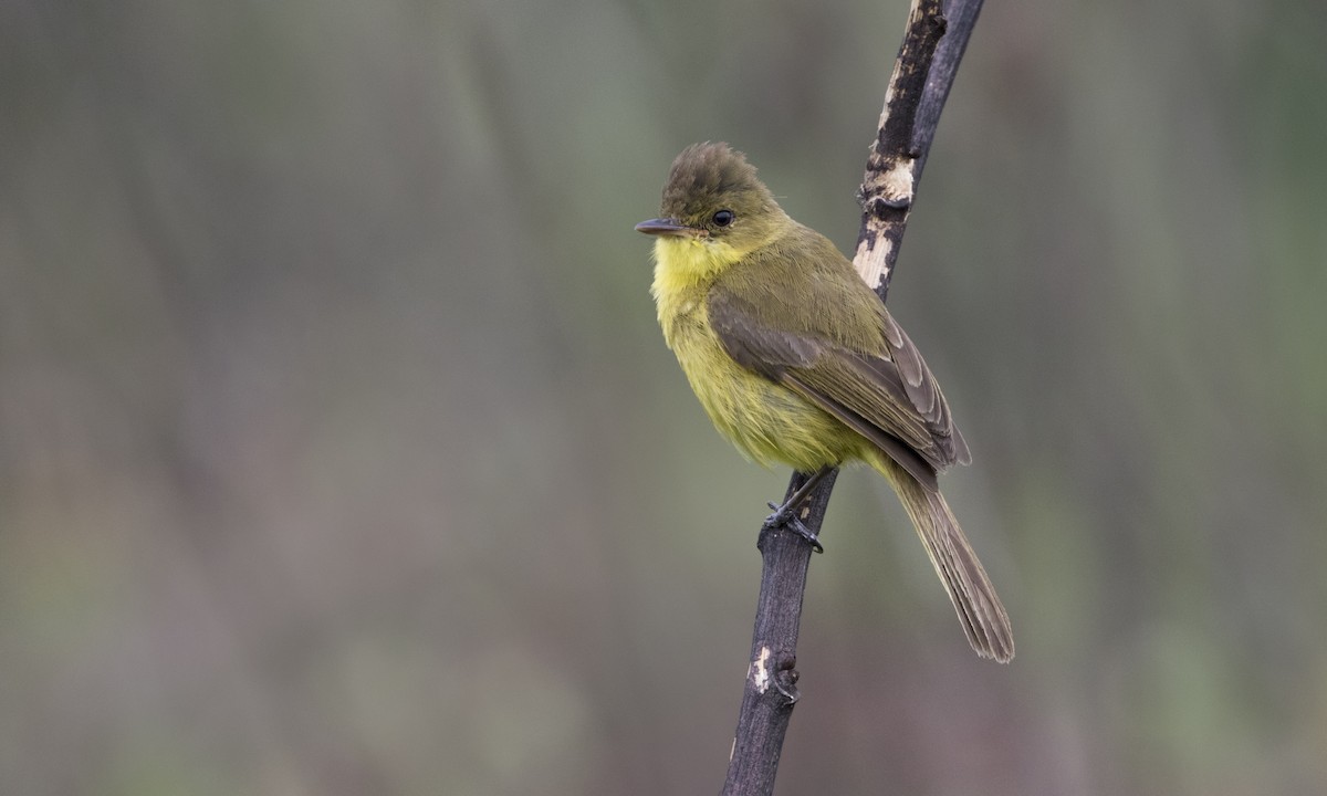 African Yellow-Warbler - Zak Pohlen