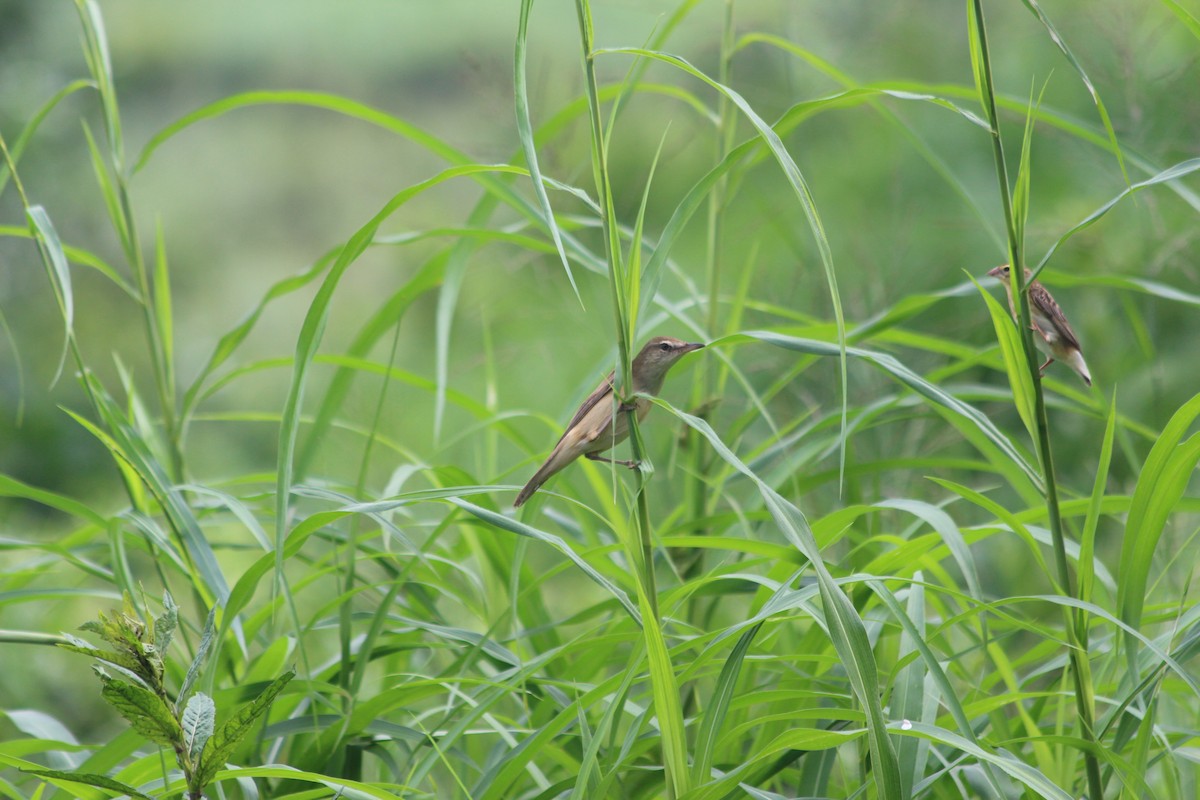 Great Reed Warbler - Manuel Schwarz