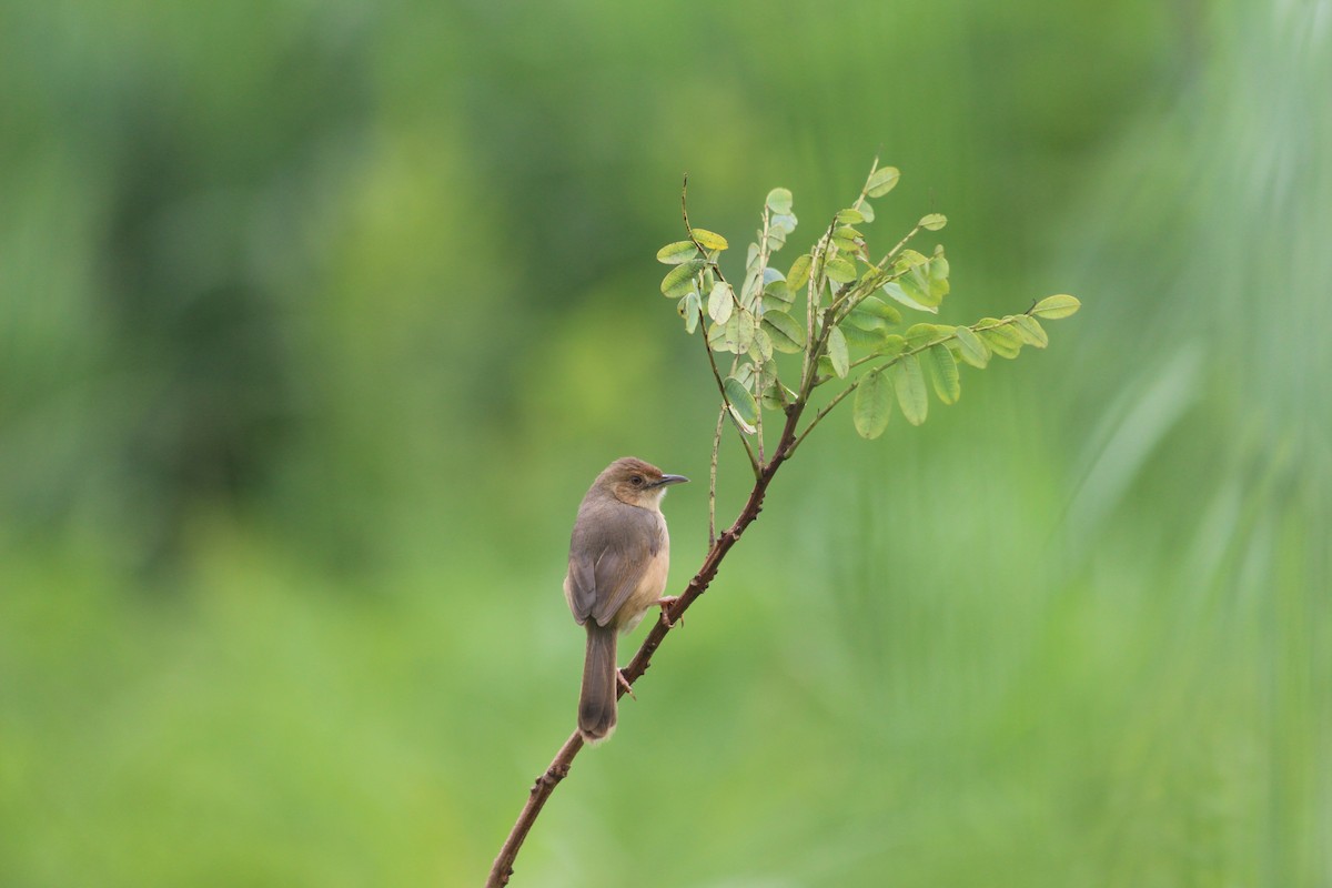 Red-faced Cisticola - ML134577471