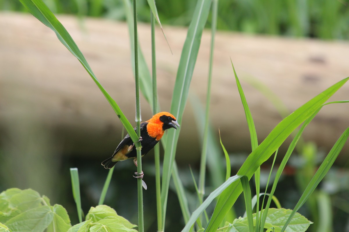 Black-winged Bishop - Manuel Schwarz