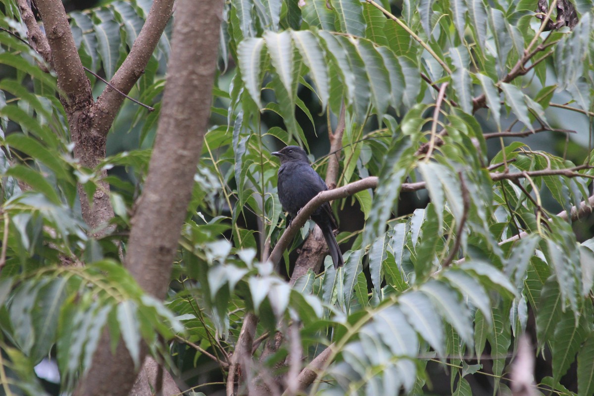 Southern Black-Flycatcher - ML134577721