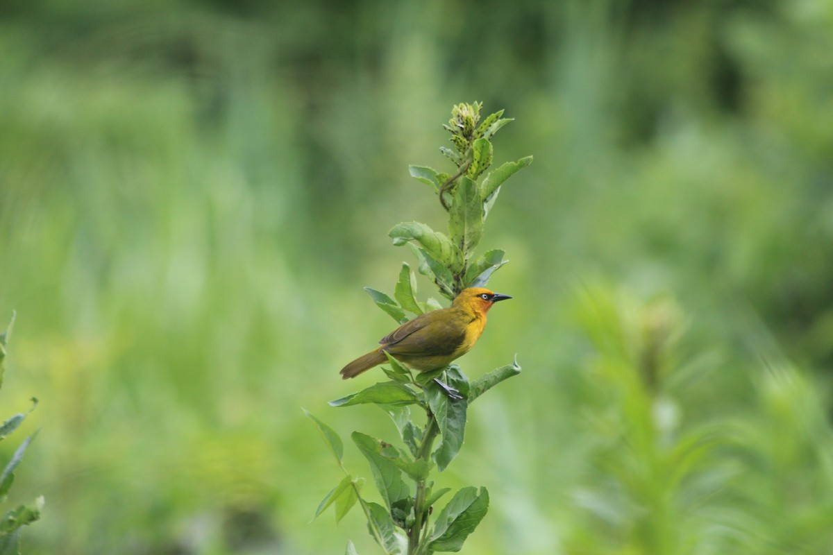 Spectacled Weaver - ML134577821