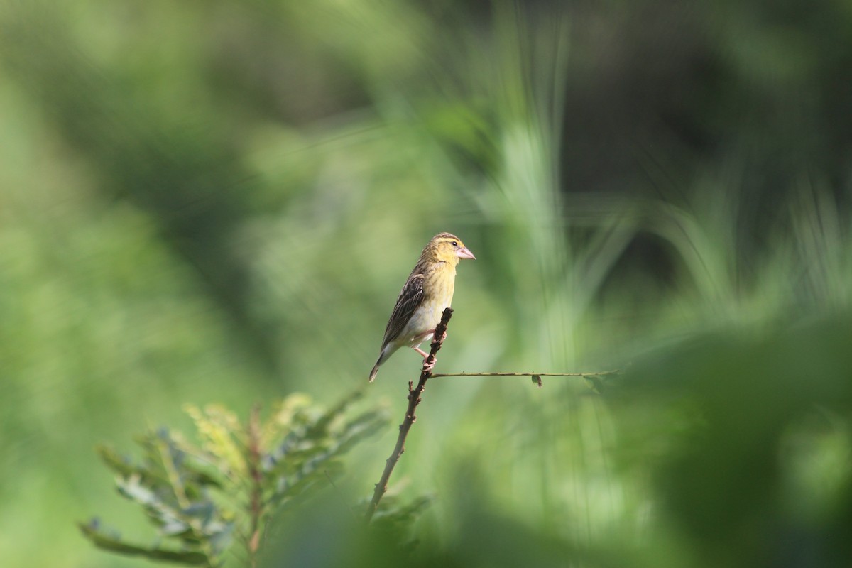 Spectacled Weaver - ML134577881