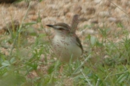 Plain Prinia - ML134578011