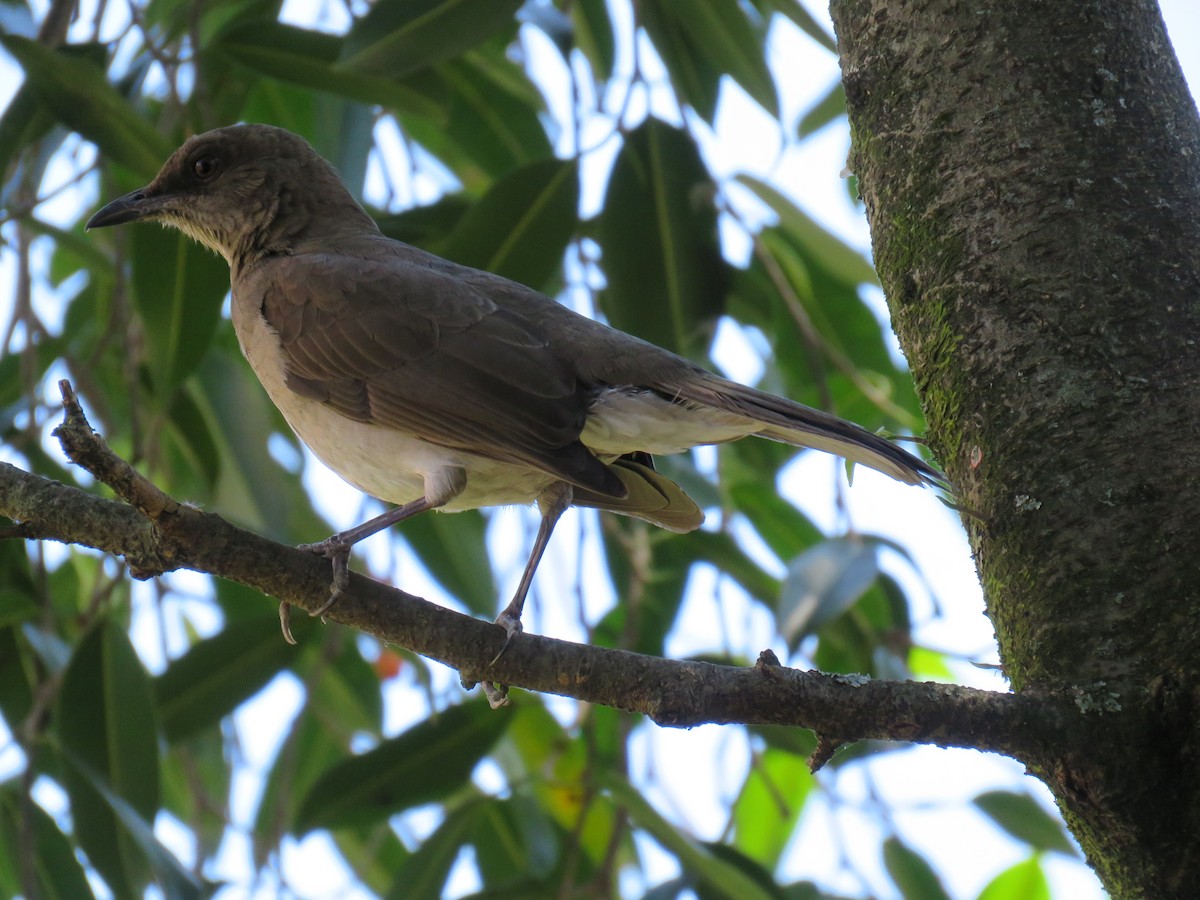 Black-billed Thrush - Jorge Puerta Mendoza