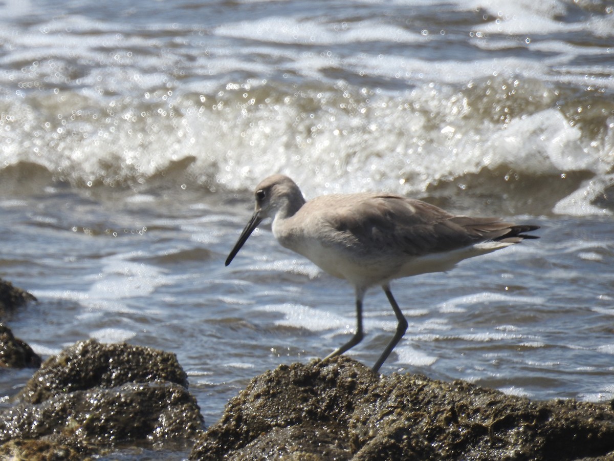 Willet - ML134578511