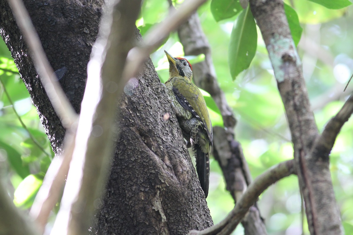 Laced Woodpecker - ML134578751