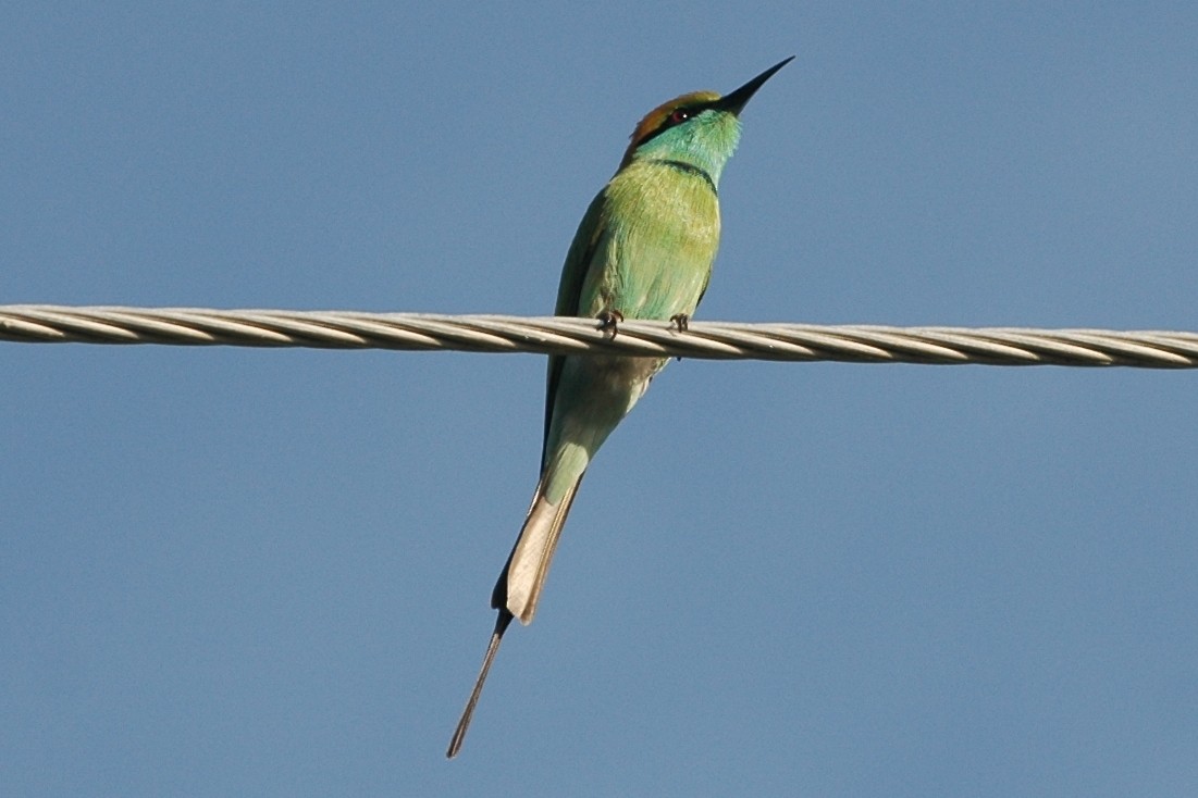 Asian Green Bee-eater - Cathy Pasterczyk