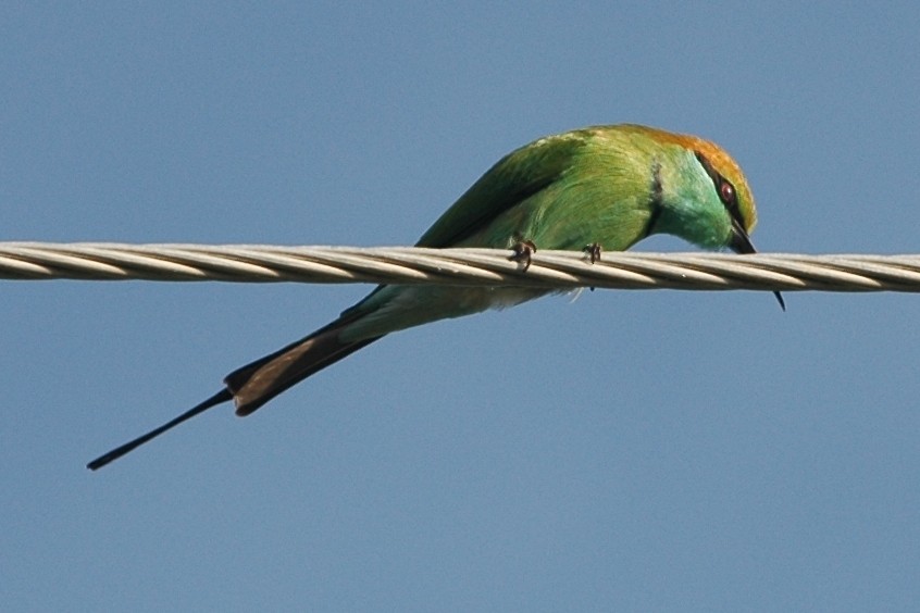 Asian Green Bee-eater - ML134579111