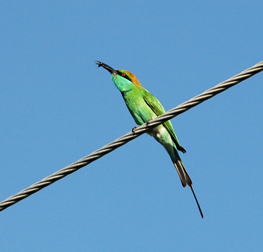 Asian Green Bee-eater - ML134579141