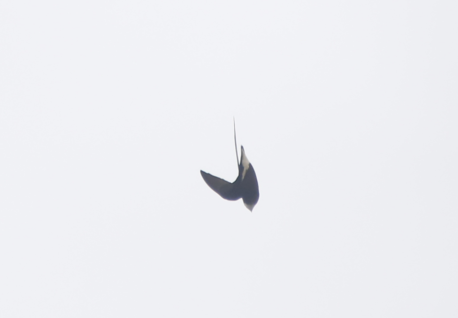 白喉針尾雨燕 - ML134581281