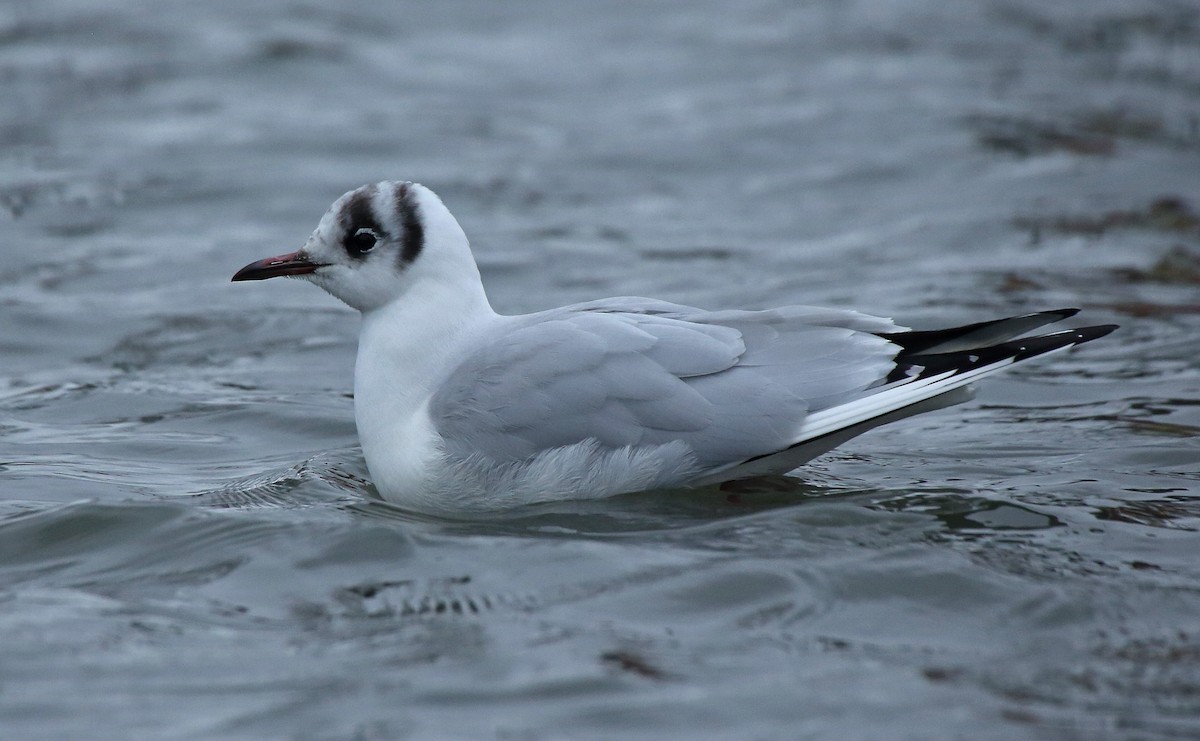 Black-headed Gull - ML134581651