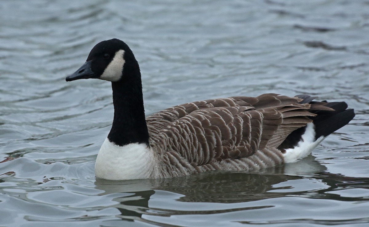 Canada Goose - ML134581751