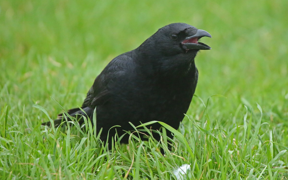 Carrion Crow - ML134581781