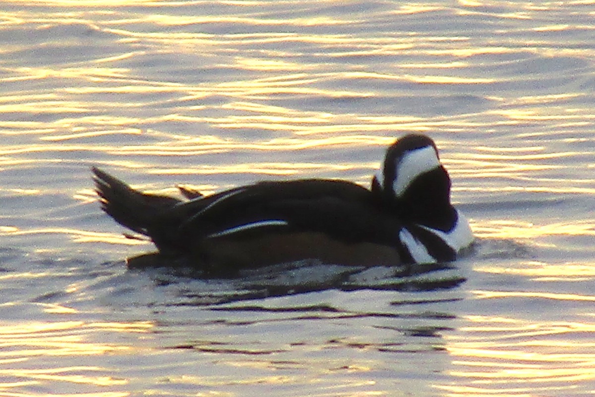 Hooded Merganser - ML134582321