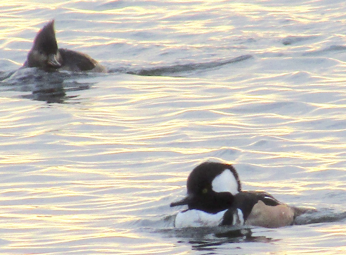 Hooded Merganser - ML134582341