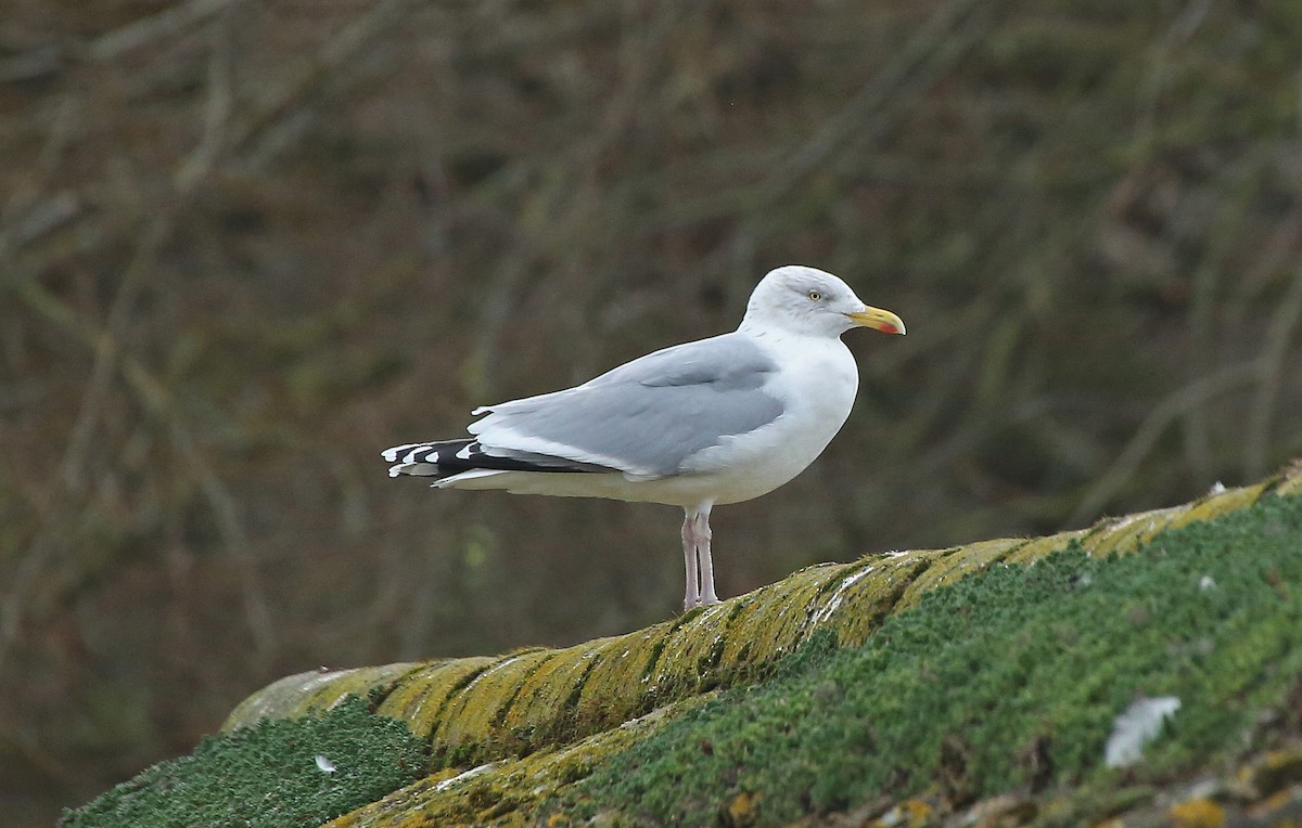 Herring Gull - Paul Chapman