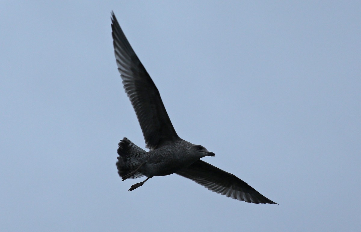 Herring Gull - Paul Chapman