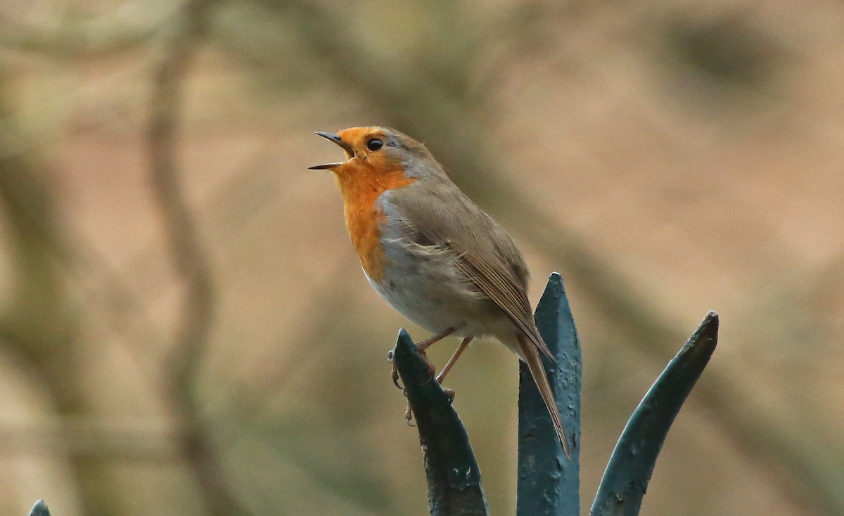 European Robin - ML134582541