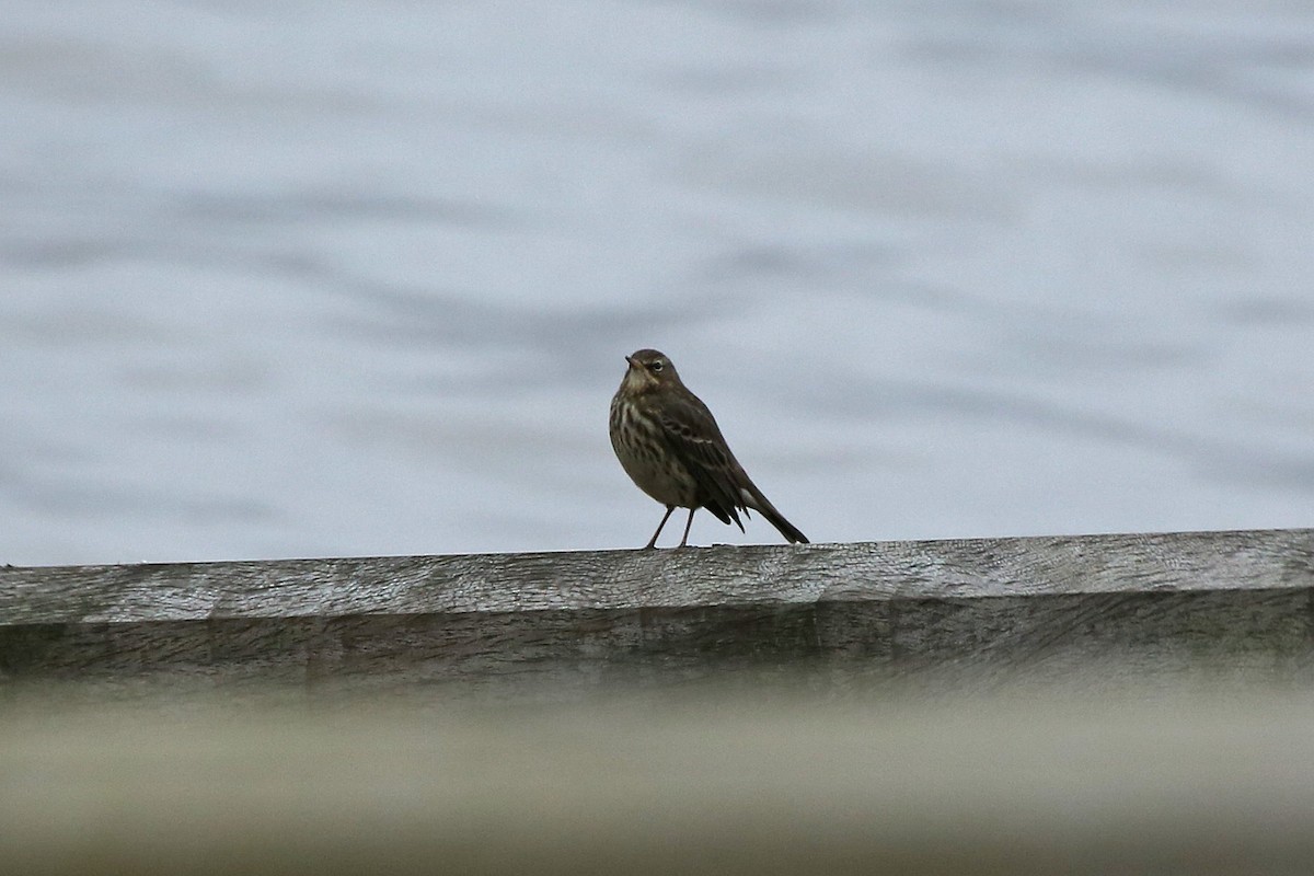 Rock Pipit - Paul Chapman