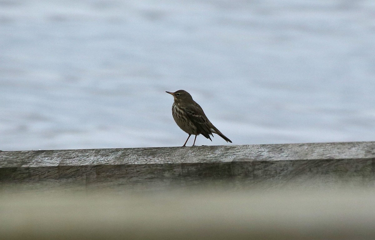 Rock Pipit - Paul Chapman