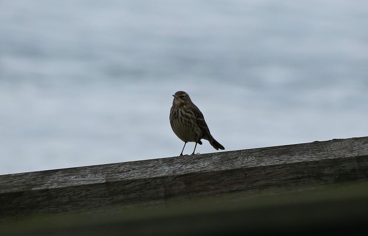 Rock Pipit - Paul Chapman