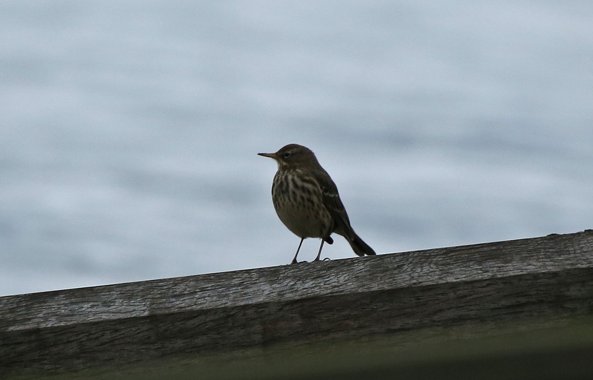 Rock Pipit - Paul Chapman