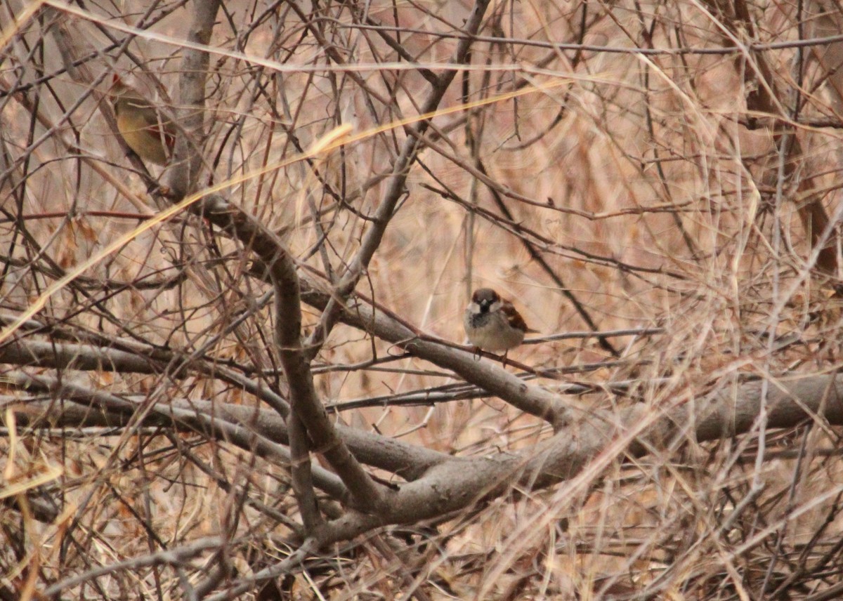 House Sparrow - ML134582911