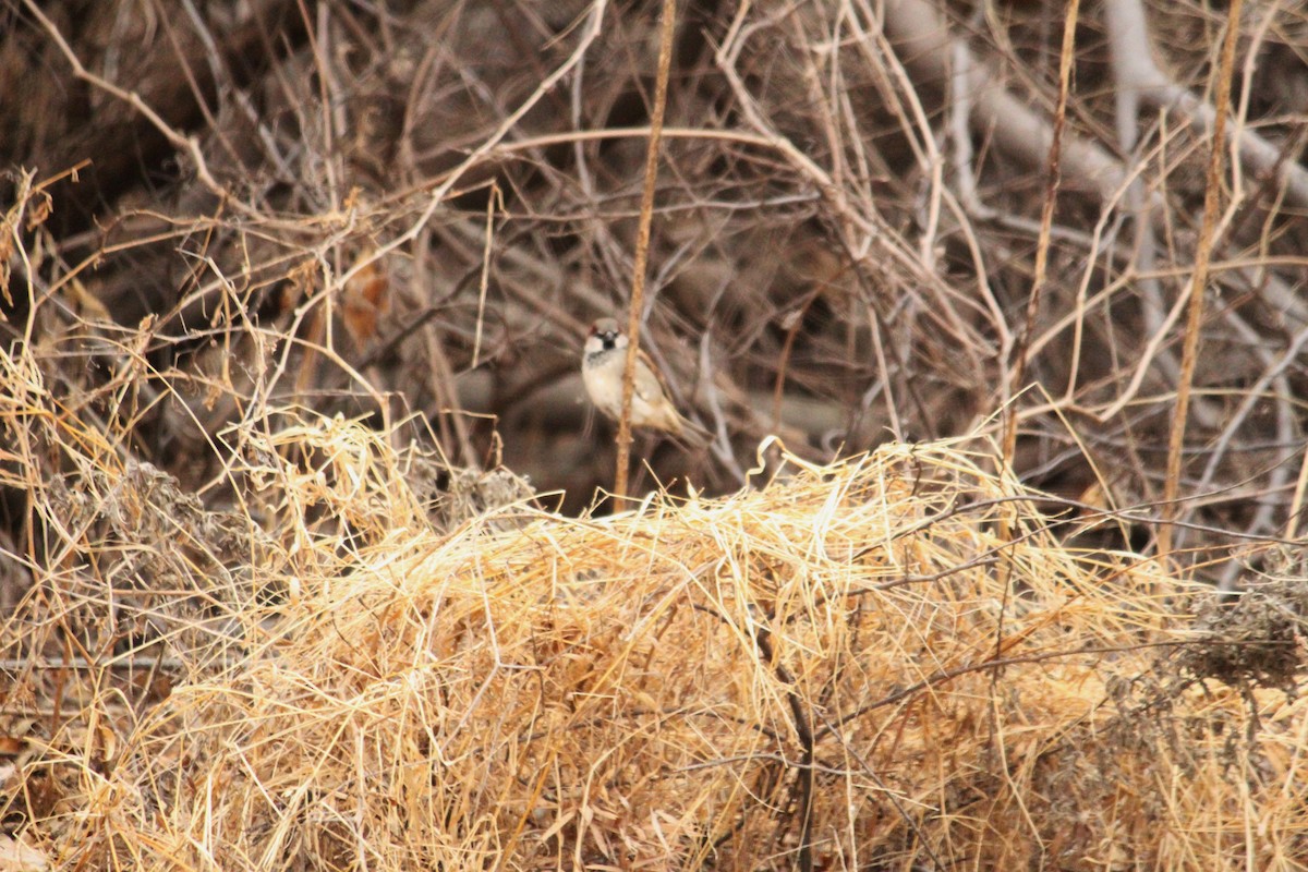 House Sparrow - ML134582941