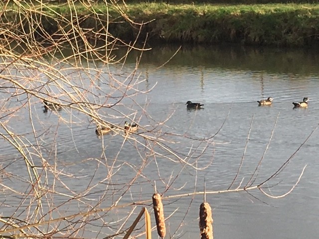 Wood Duck - ML134583091