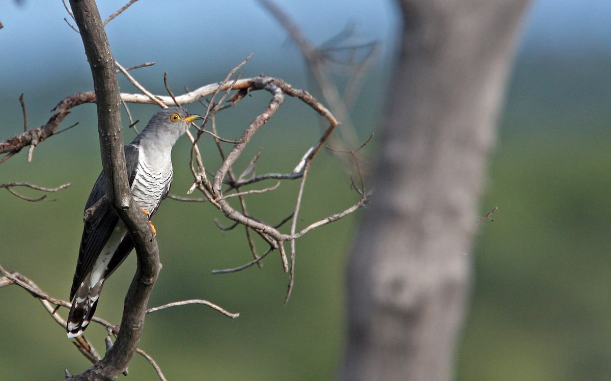 African Cuckoo - ML134583791