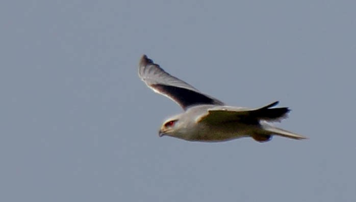 Black-winged Kite - hari kumar
