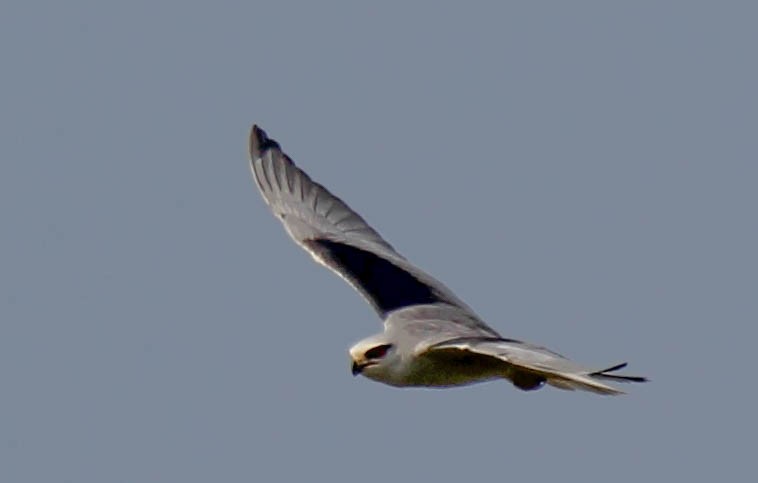 Black-winged Kite - hari kumar