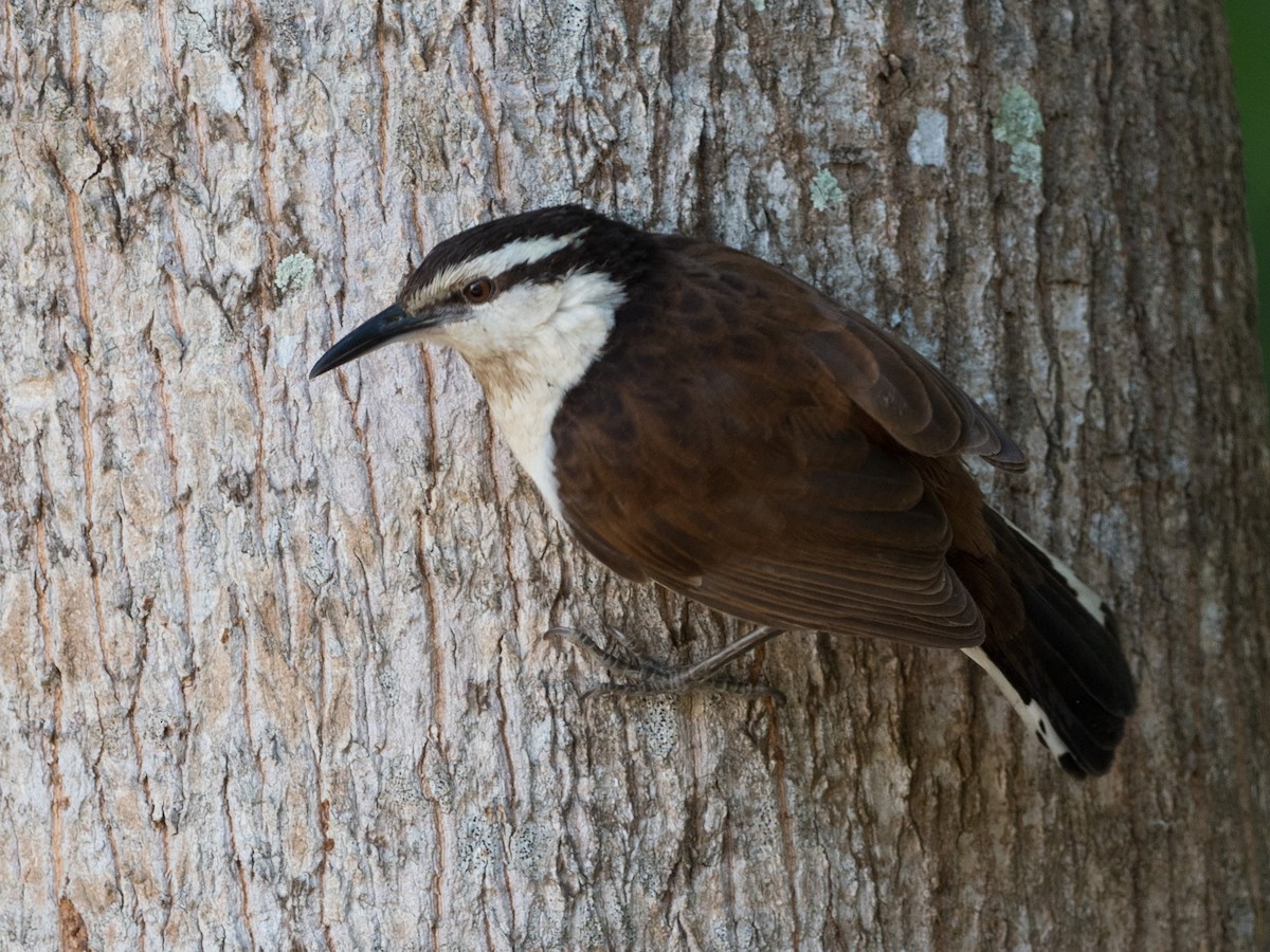 Bicolored Wren - ML134586151