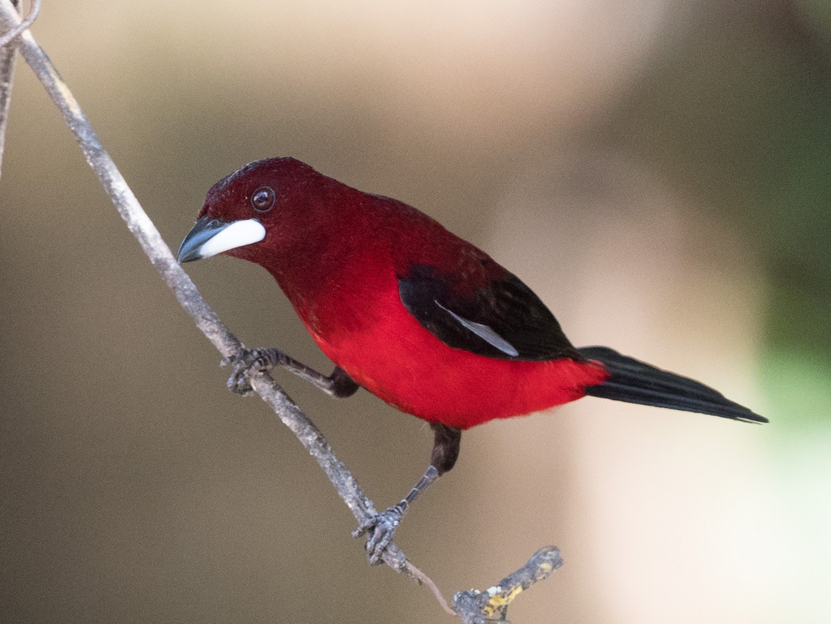 Tangara à dos rouge - ML134586371