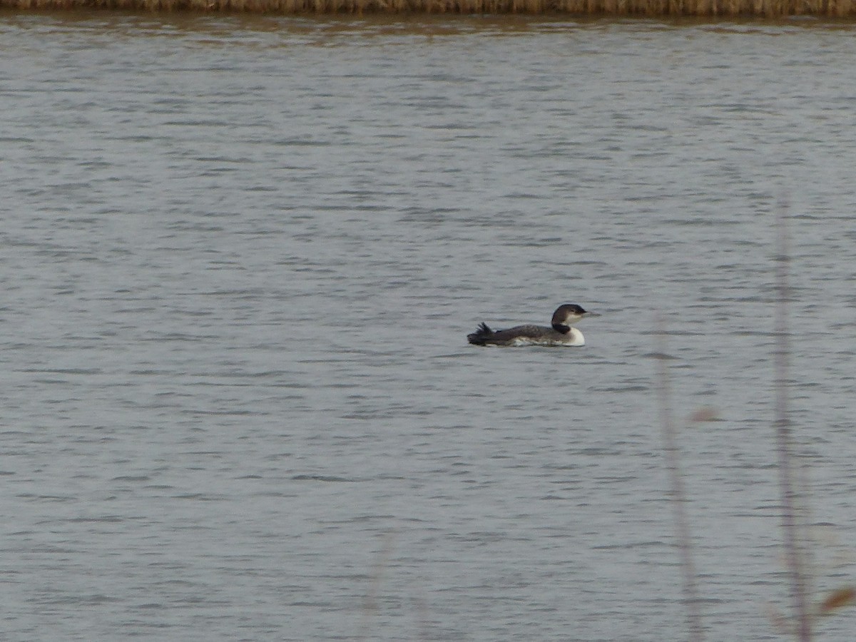 Common Loon - Steve Alley