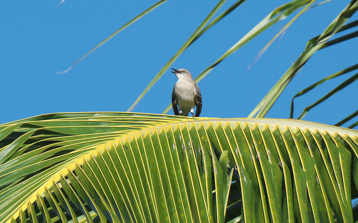 Northern Mockingbird - Paul Tavares