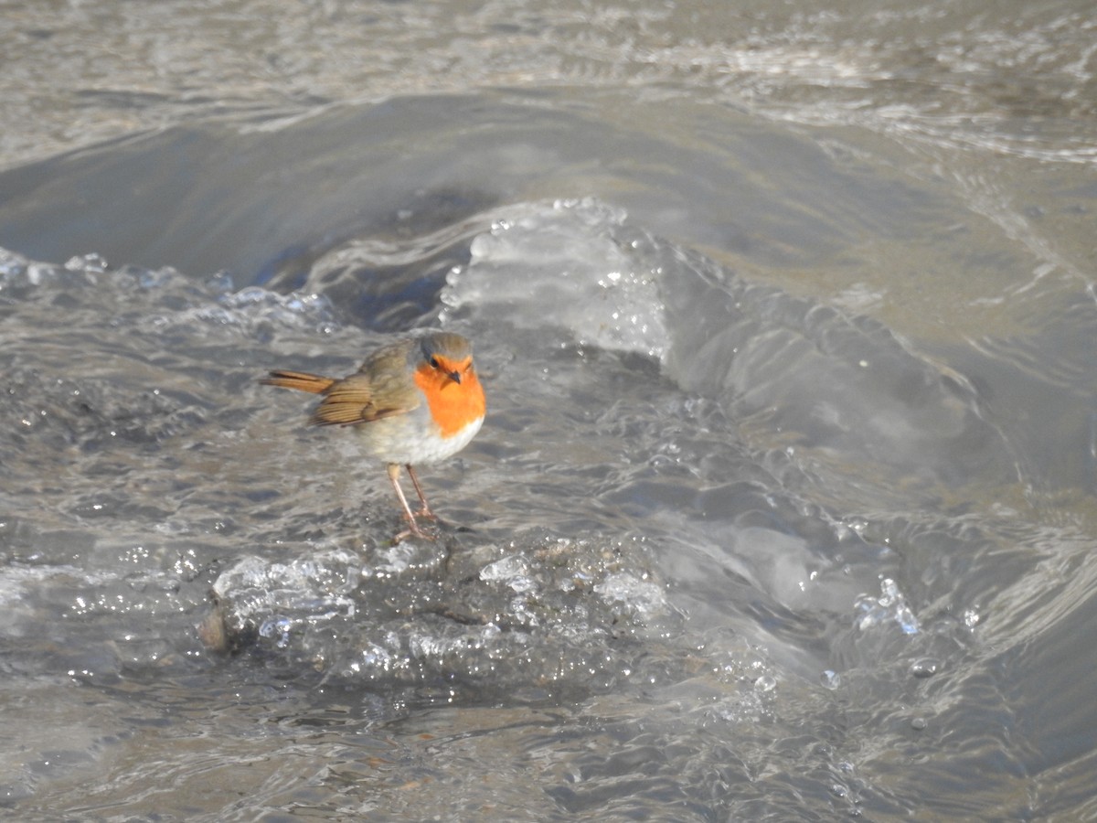 European Robin - ML134587871