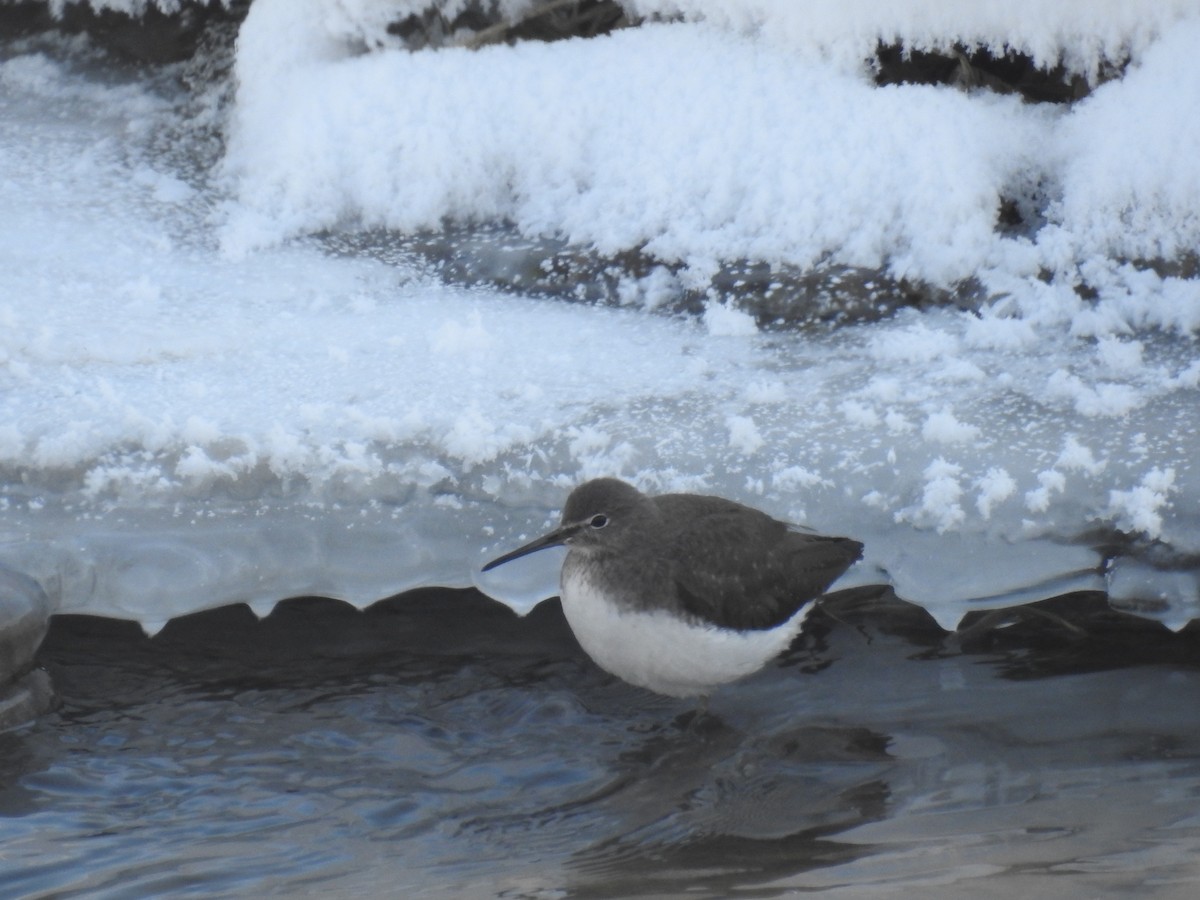 Green Sandpiper - ML134587901