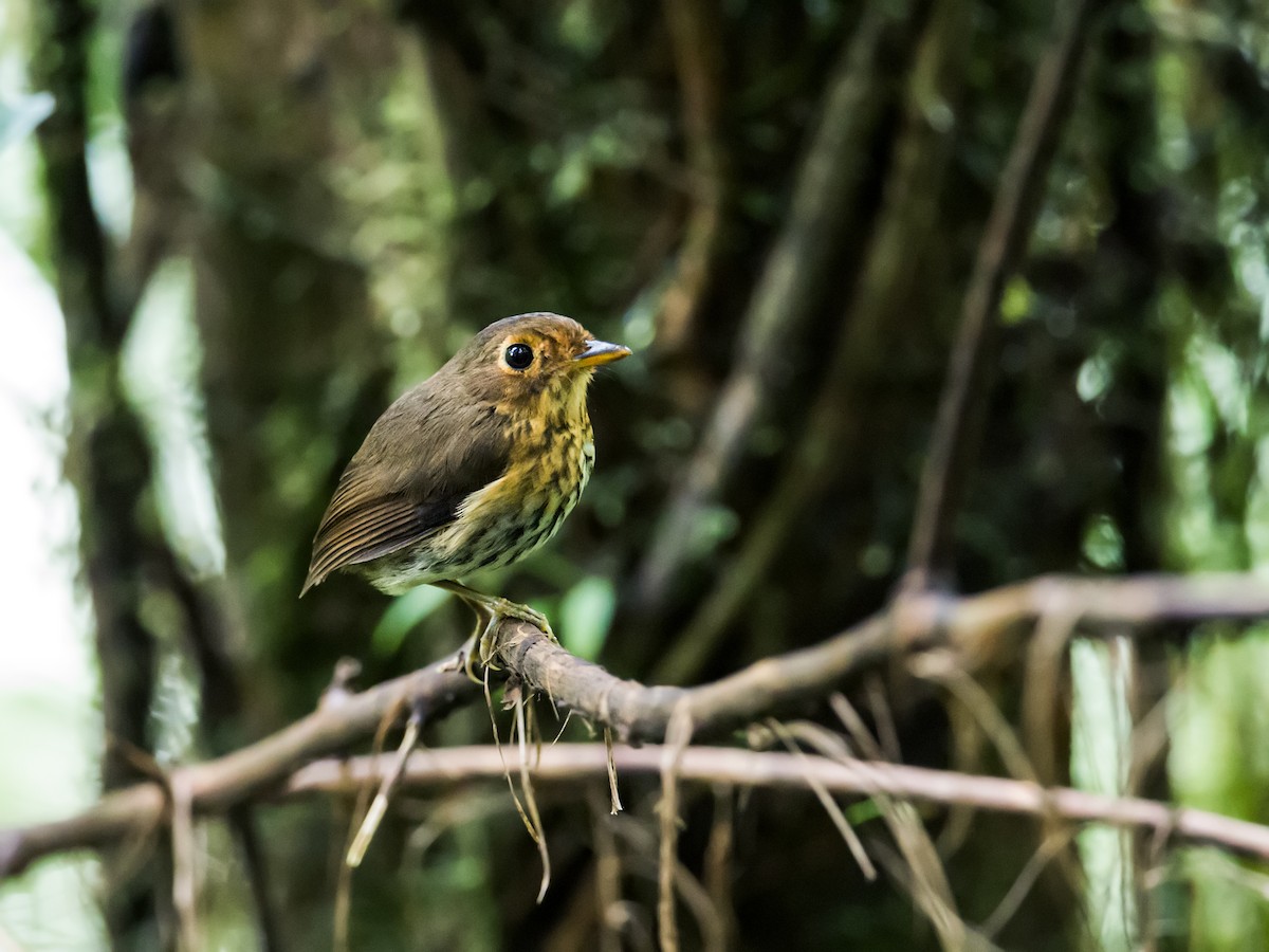 Ochre-breasted Antpitta - ML134588011