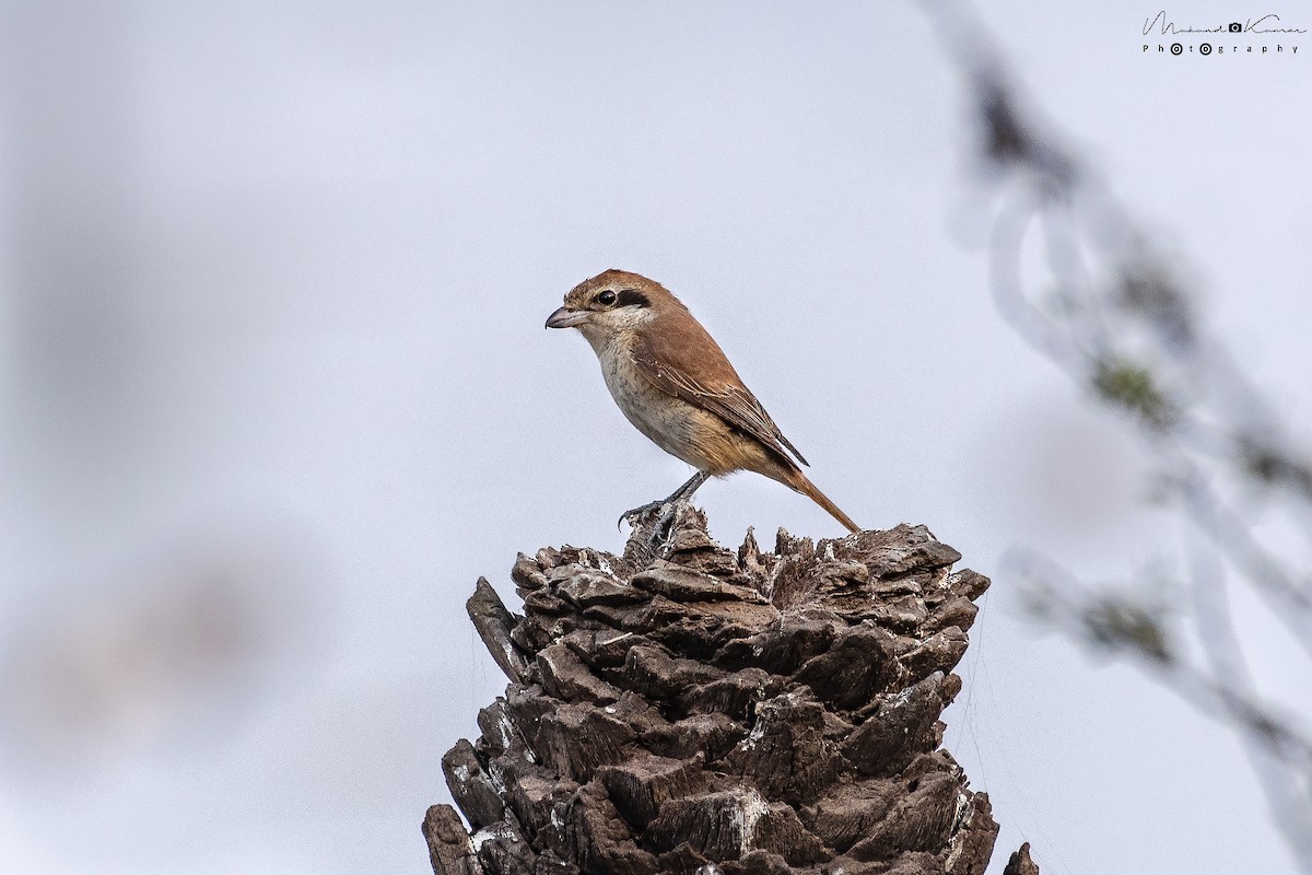 Ухаа дунхай - ML134590181