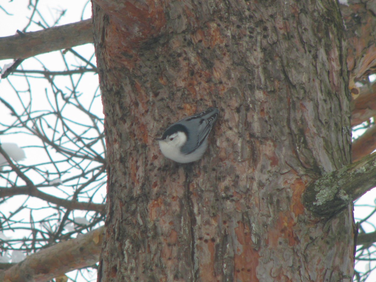 White-breasted Nuthatch - ML134590621