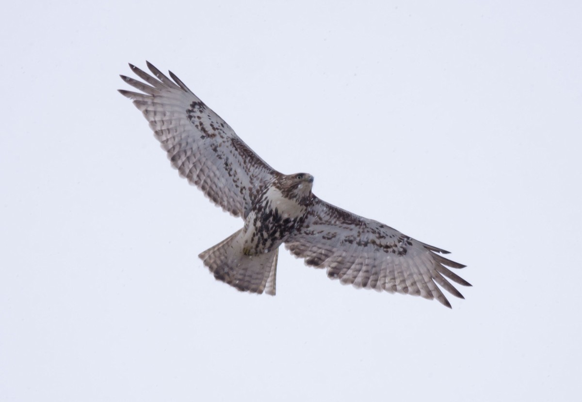Red-tailed Hawk - Alix d'Entremont