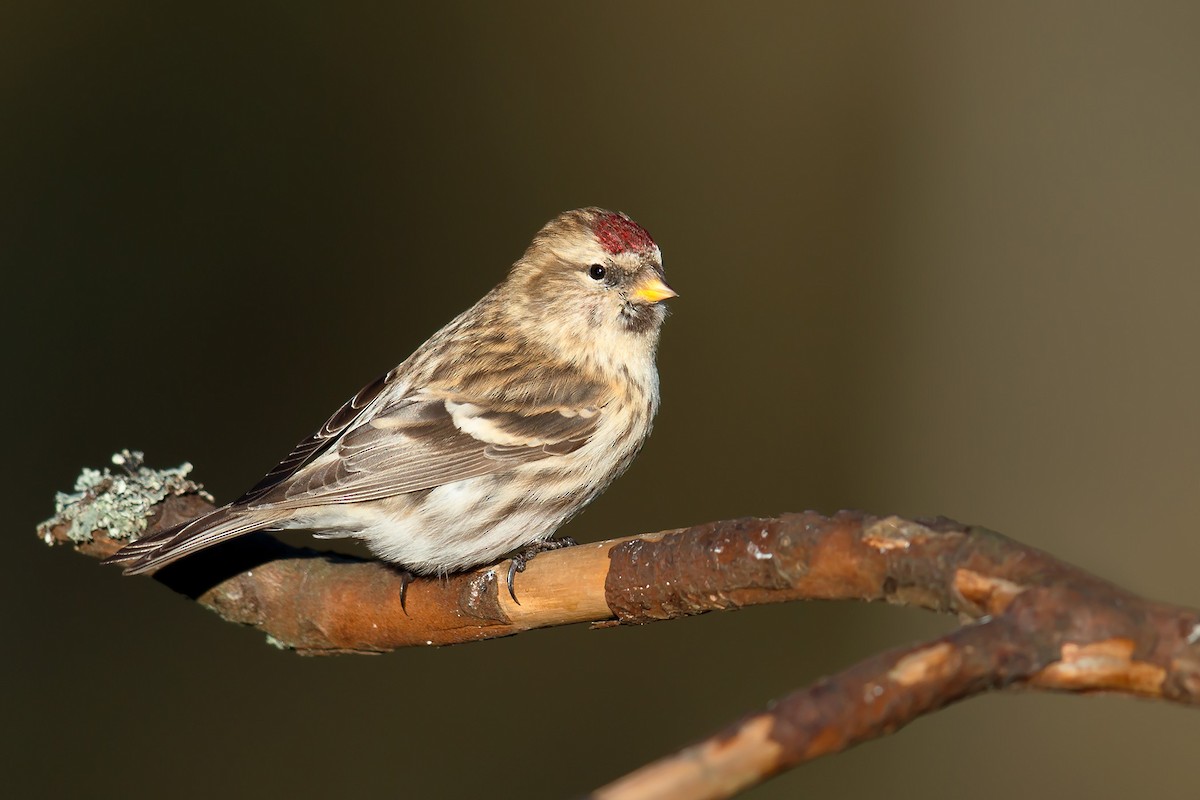 Redpoll (Common) - Daniel Pettersson