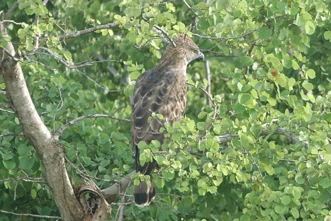 Changeable Hawk-Eagle (Crested) - ML134593971