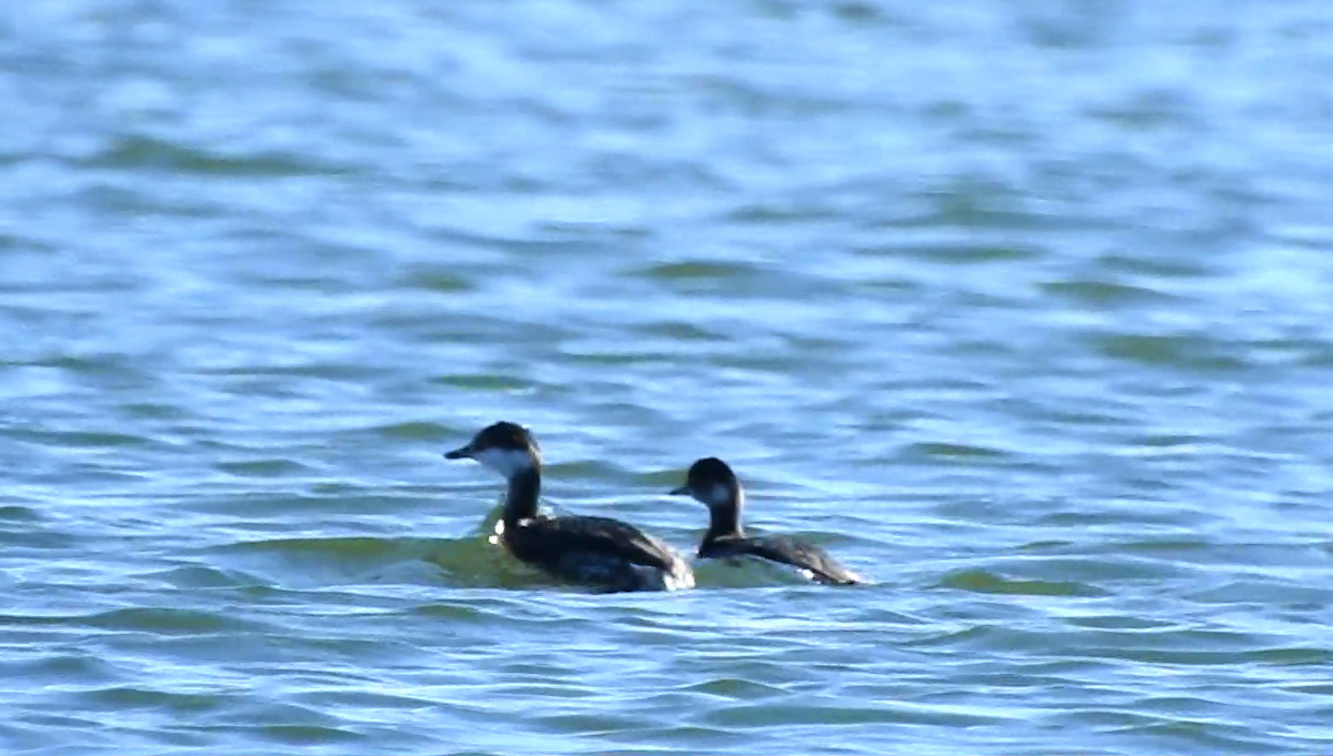 Horned Grebe - Manuel Ribeiro