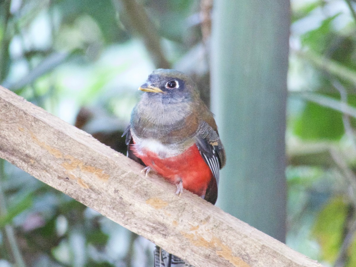 Collared Trogon - ML134594751